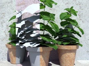 mint in a pot 3D Модель
