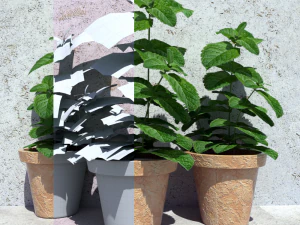 mint in a pot 3D Model