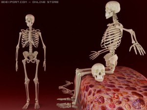 skeleton Model 3D