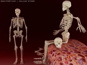 骨骼 3D 模型