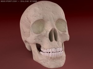 skeleton 3D 模型