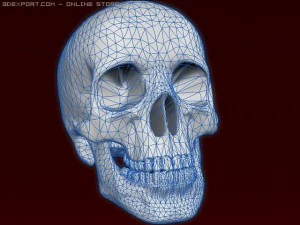 skeleton 3D Model