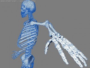 skeleton 3D 模型