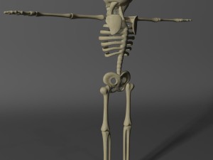 cartoon skeleton rigged 3D-Modell