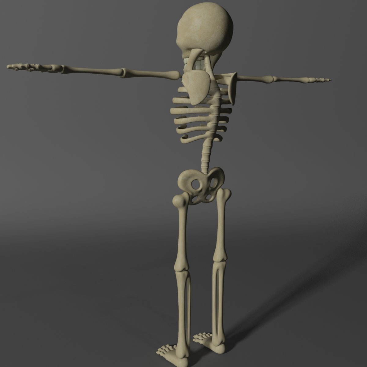 3d models skeleton. 3ds Max скелет человека модель. Картонс скелет. Лоу Поли скелет. Поппер скелет.