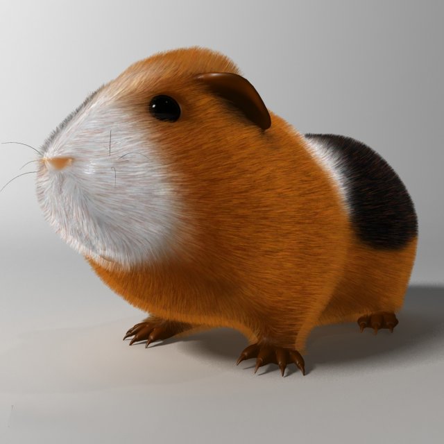guinea pig cavia porcellus rigged 3D 모델 .c4d .max .obj .3ds .fbx .stl .blend 