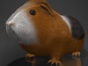 guinea pig cavia porcellus rigged 3D 모델