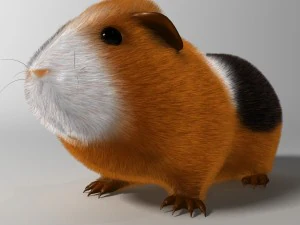 guinea pig cavia porcellus rigged 3D Model