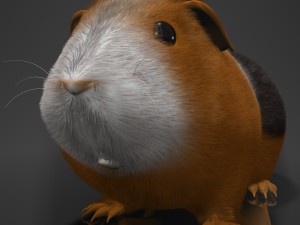 guinea pig cavia porcellus rigged 3D 모델