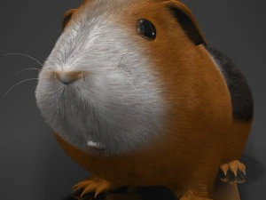guinea pig cavia porcellus rigged 3D Model