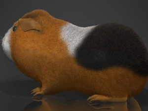 guinea pig cavia porcellus rigged 3D Model