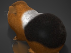 guinea pig cavia porcellus rigged 3D 모델