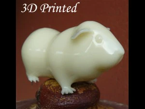 guinea pig cavia porcellus rigged 3D Model