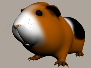 guinea pig cavia porcellus rigged 3D 모델