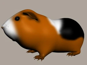guinea pig cavia porcellus rigged 3D Model