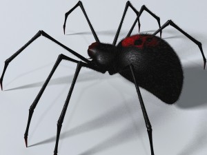 black spider rigged Modello 3D