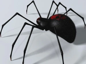 black spider rigged 3D Model
