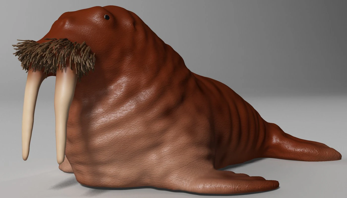 walrus rigged 3D Model .c4d .max .obj .3ds .fbx .stl .blend 