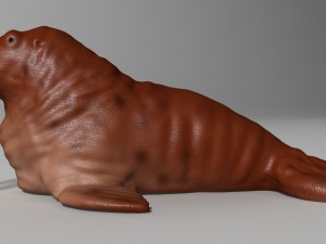 walrus rigged Modelo 3D