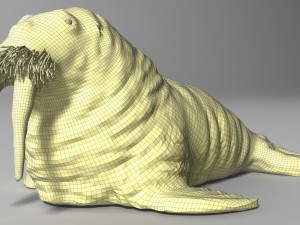 walrus rigged Modelo 3D