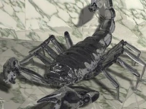 scorpion 3d 3D Model
