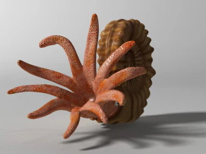ammonite with complete underwater scene 3D Model