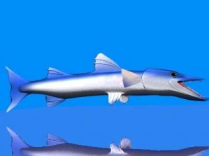 killer barracuda 3d 3D Model
