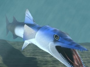 killer barracuda 3d 3D 모델