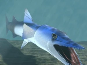 killer barracuda 3d 3D Model