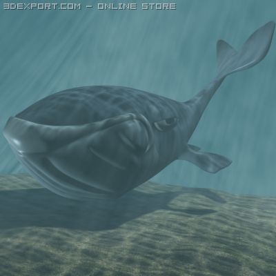 toon whale 3d 3D 模型 .c4d .max .obj .3ds .fbx .stl .blend 