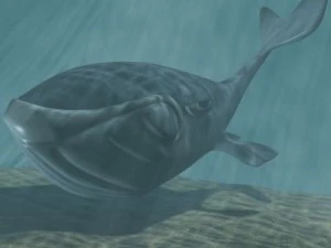 wieloryb toon 3d Model 3D