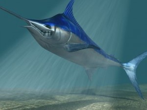 blue marlin toon fish 3d 3Dモデル