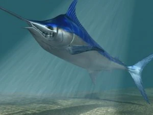 ikan blue marlin toon 3d Model 3D