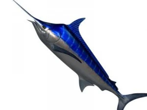blue marlin toon fish 3d 3D Model