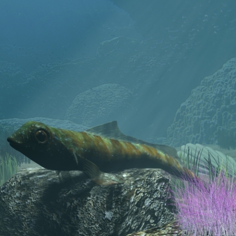 tripterygion fish rigged 3D Model .c4d .max .obj .3ds .fbx .stl .blend 
