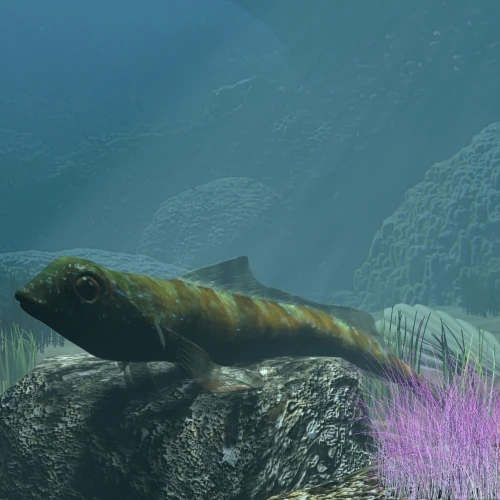tripterygion fish rigged 3D Model .c4d .max .obj .3ds .fbx .stl .blend