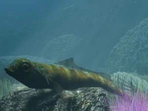 ikan tripterygion dicurangi Model 3D