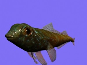 tripterygion fish rigged 3D Model