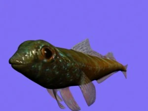 tripterygion fish rigged 3D Model