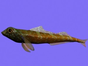 tripterygion fish rigged 3D Model