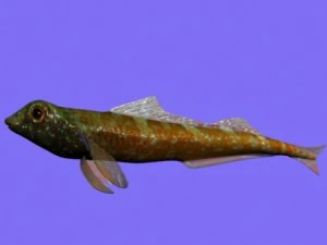 tripterygion fish rigged 3D Model