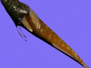 tripterygion fish rigged 3D Model