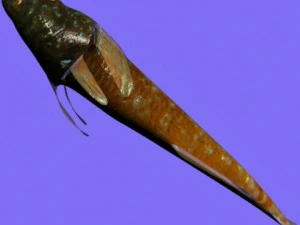 tripterygion fish rigged 3D Model