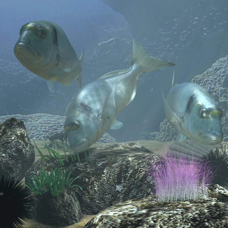 model sea bream fish rigged with underwater scene 3D Model .c4d .max .obj .3ds .fbx .stl .blend 
