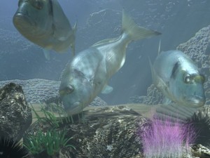 model sea bream fish rigged with underwater scene 3D Model