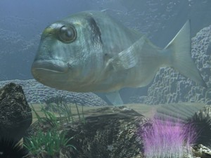 model sea bream fish rigged with underwater scene Modèle 3D