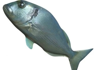 model sea bream fish rigged with underwater scene 3D Model