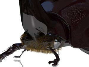 rhinoceros beetle rigged 3Dモデル