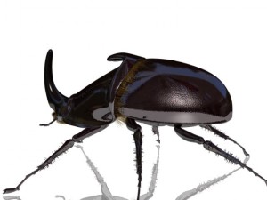 rhinoceros beetle rigged 3Dモデル
