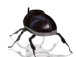 rhinoceros beetle rigged 3Dモデル